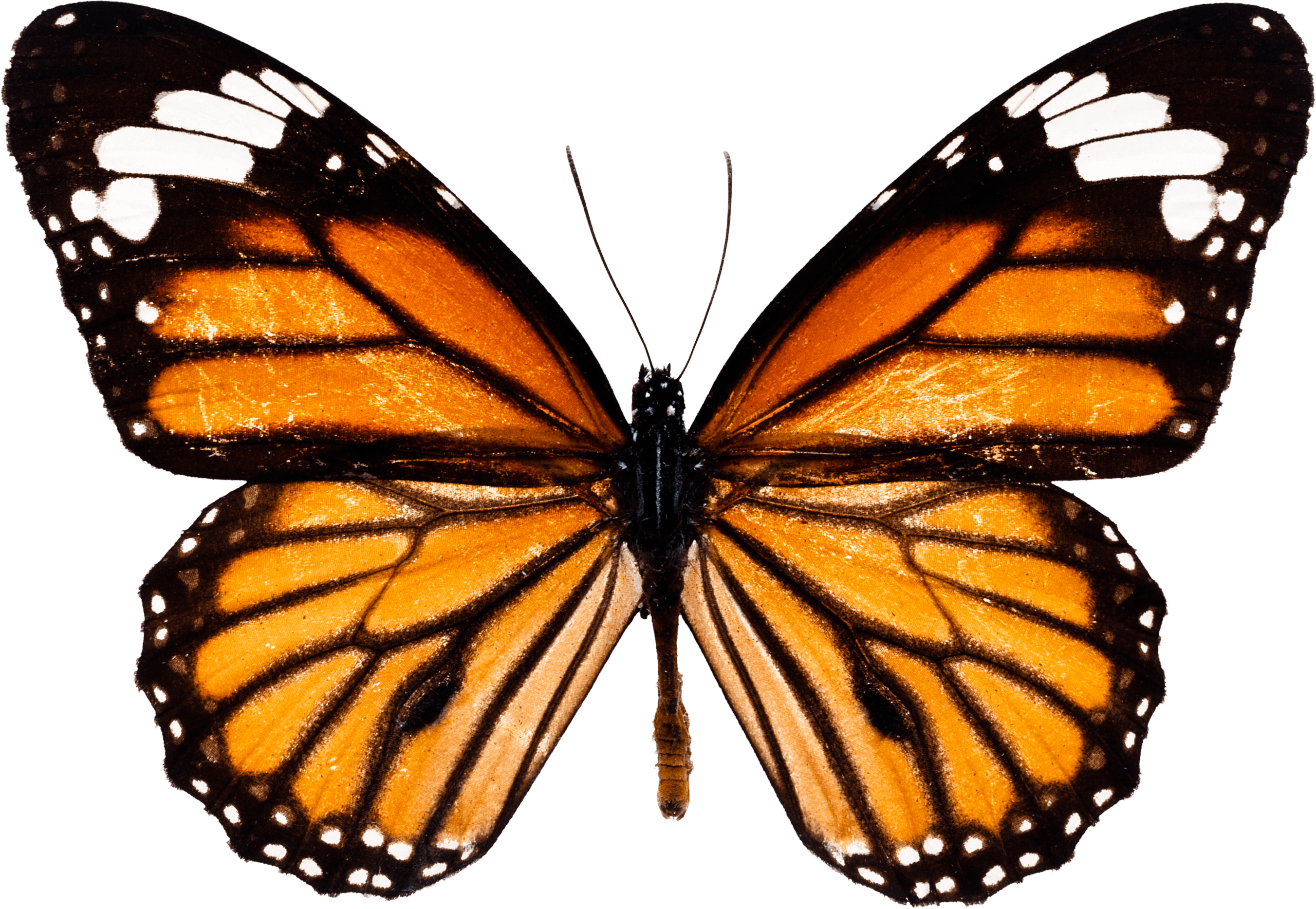 Butterfly Png Image PNG Image