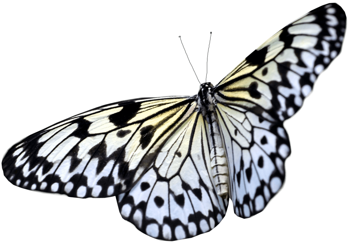 Butterfly Png Image PNG Image