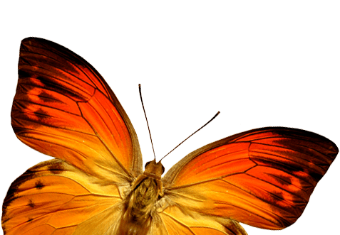 Orange Butterfly Png Image Butterflies Download PNG Image