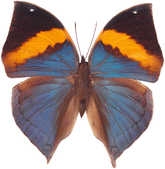 Butterfly Png Image PNG Image