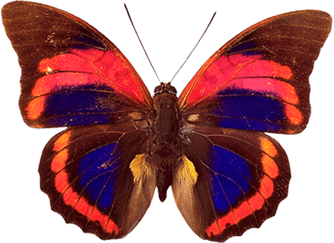 Butterfly Png Image PNG Image