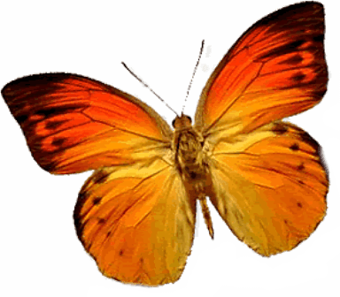 Butterfly Png Image PNG Image