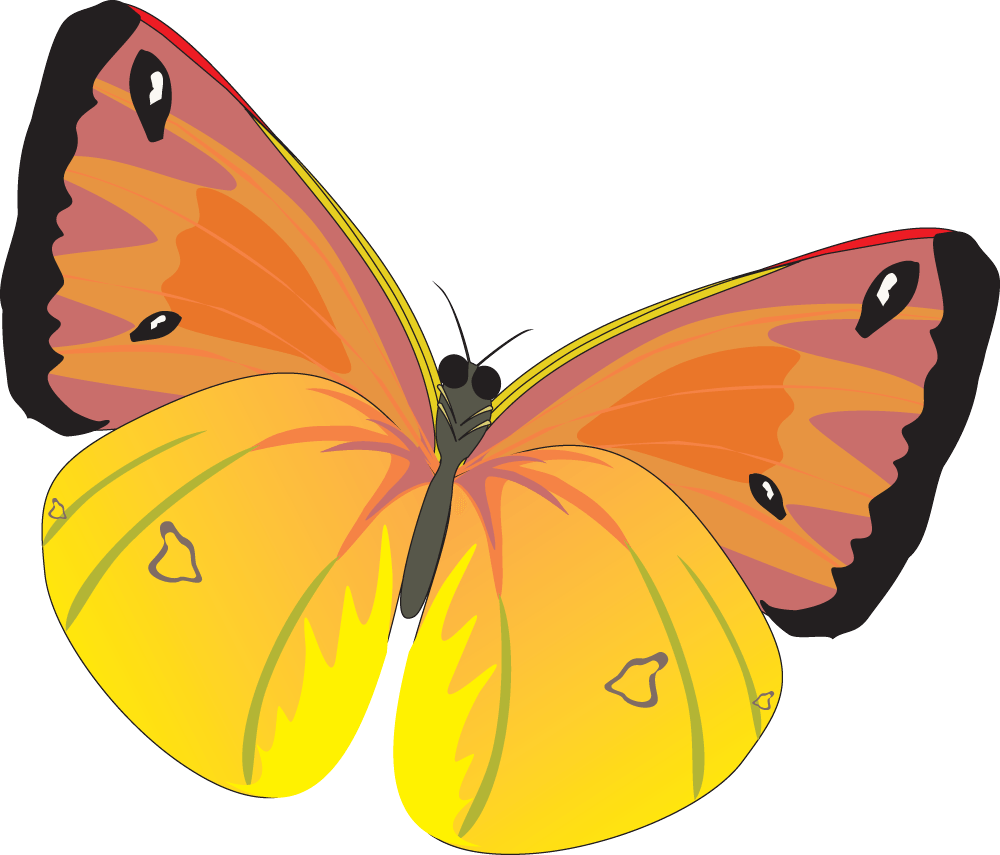 Butterfly Png Image PNG Image