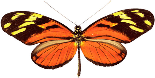 Butterfly Png Image PNG Image