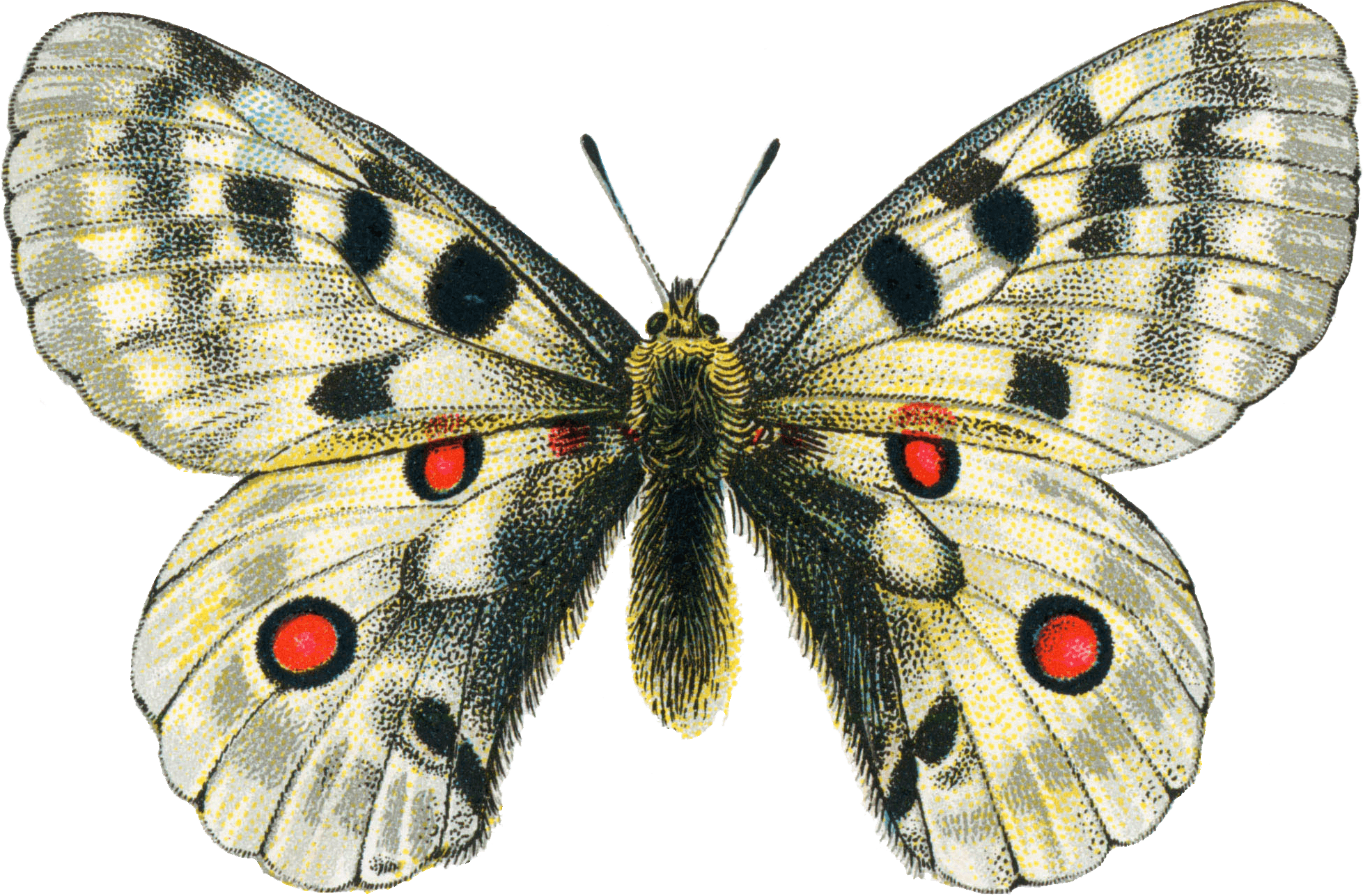 Butterfly Png Image PNG Image