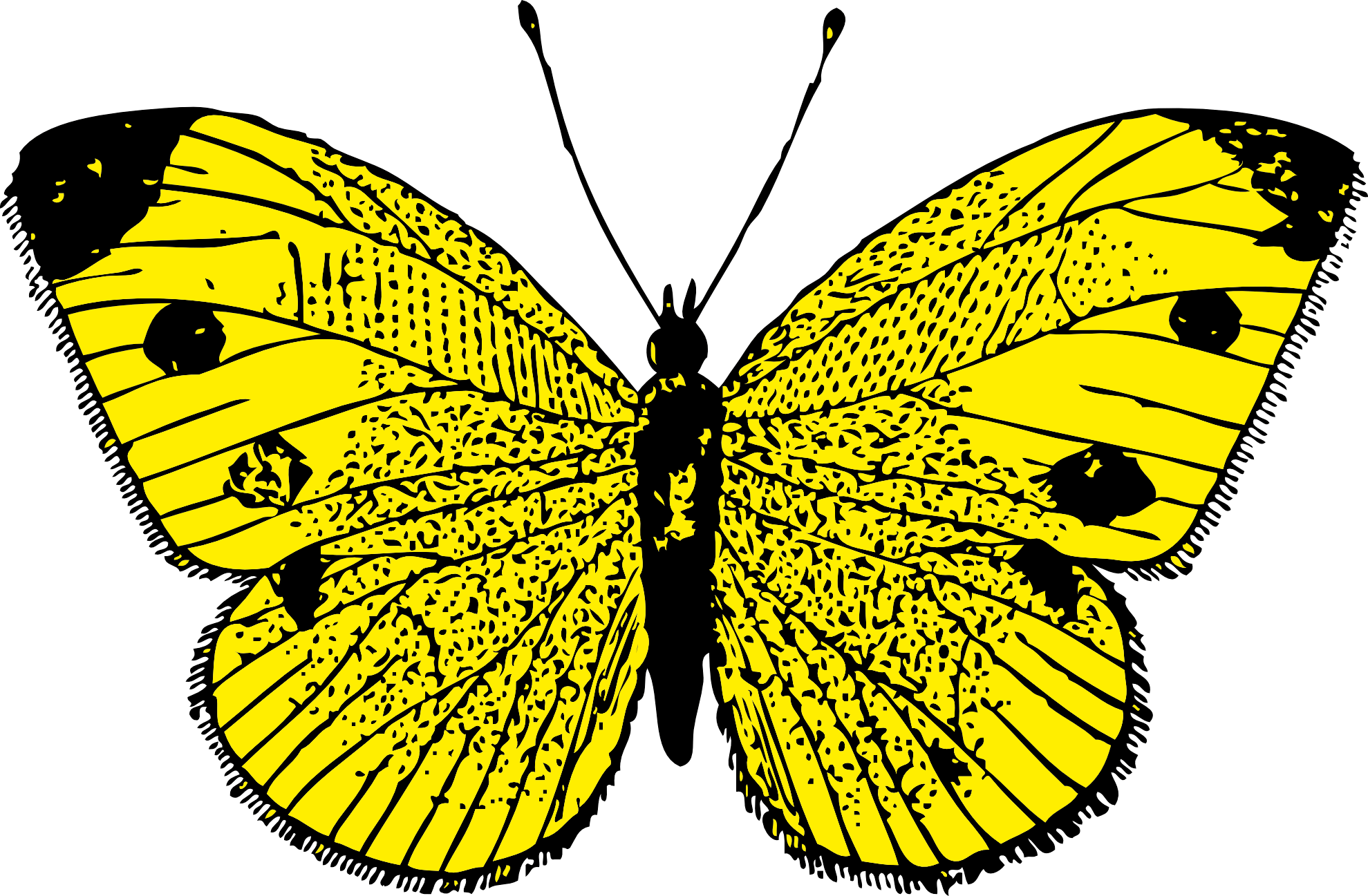 Butterfly Png Image PNG Image