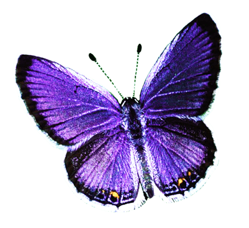 Butterfly Png Image PNG Image