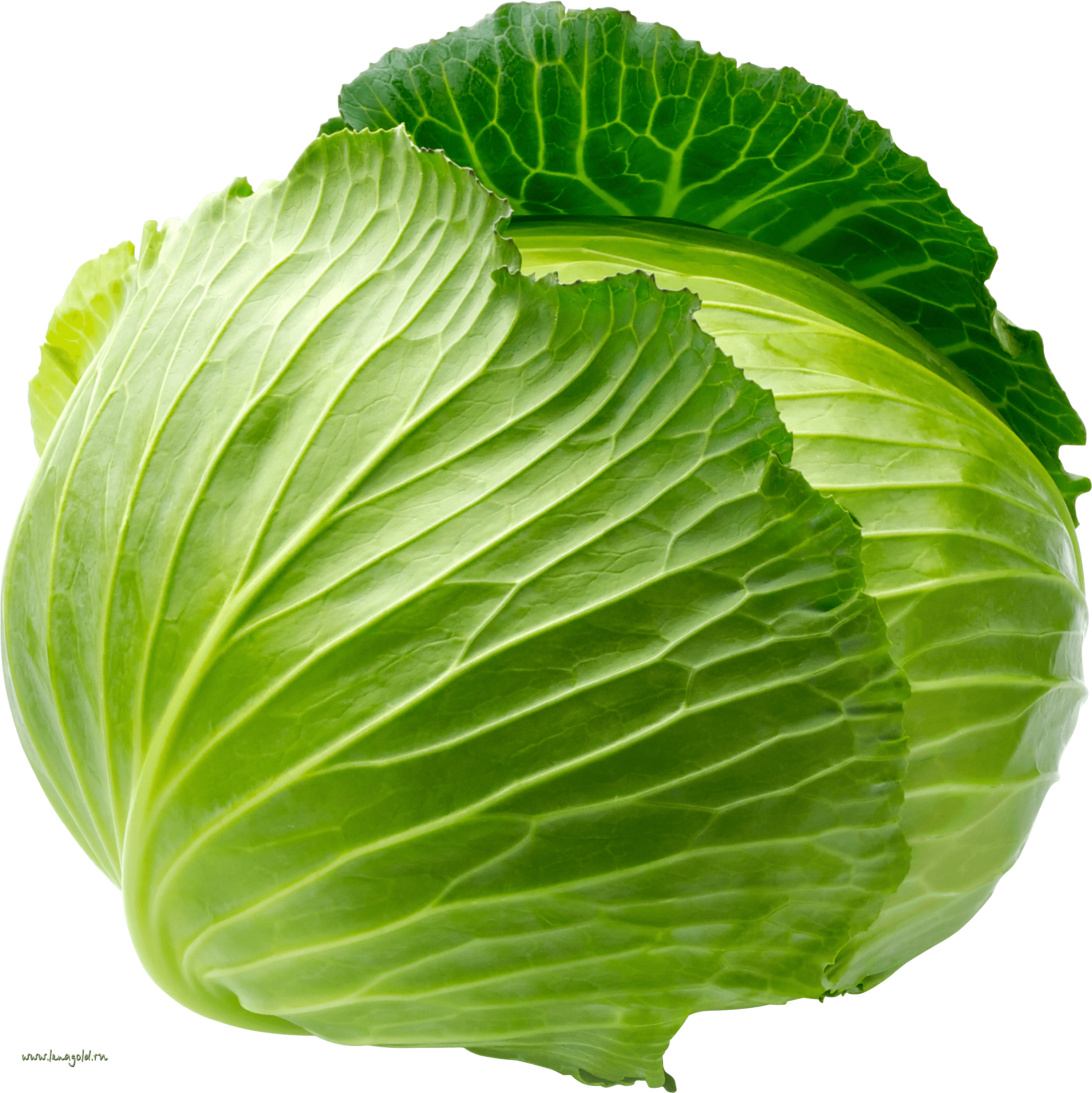 Cabbage Png Image PNG Image