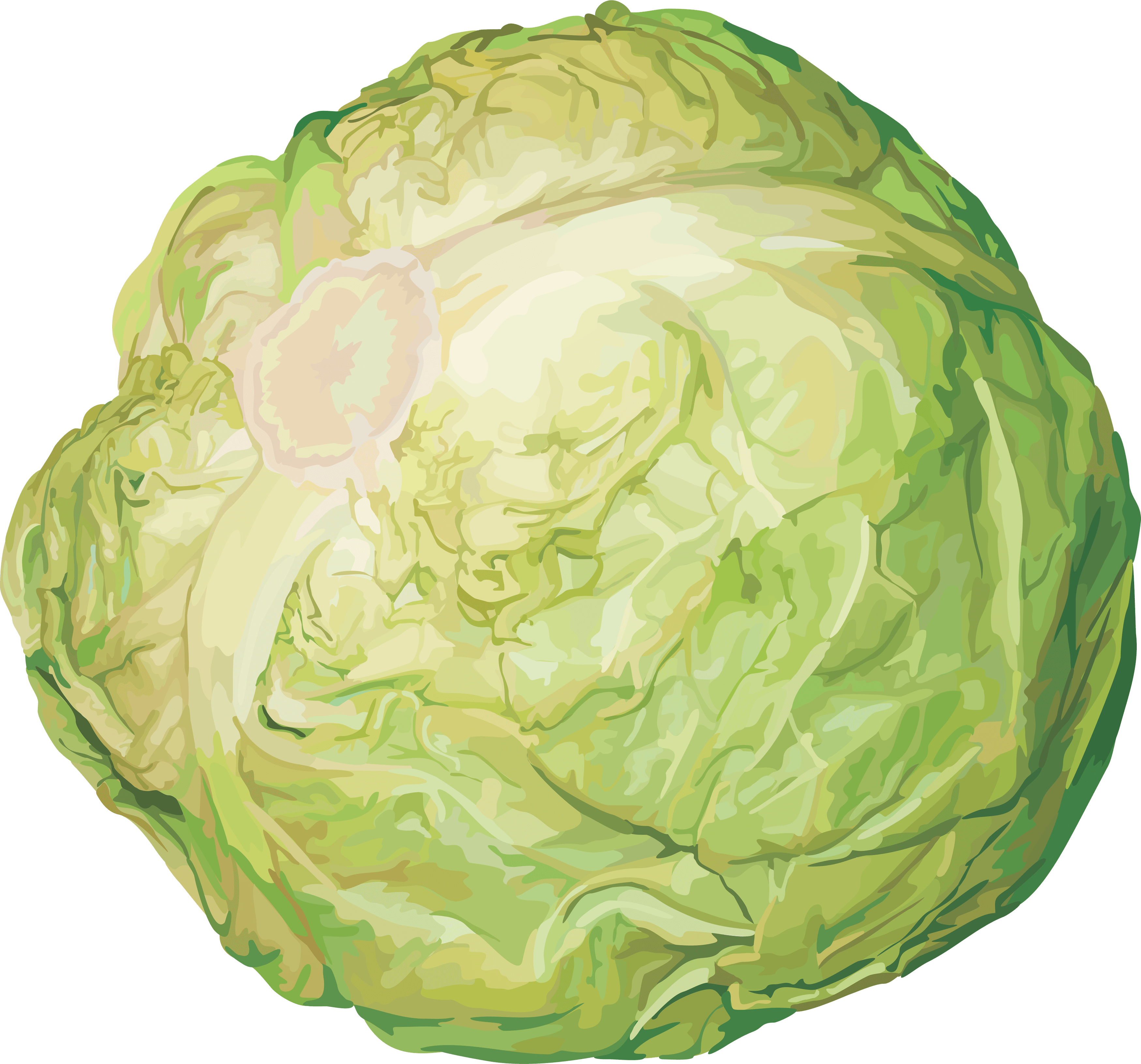 Cabbage Png Image PNG Image