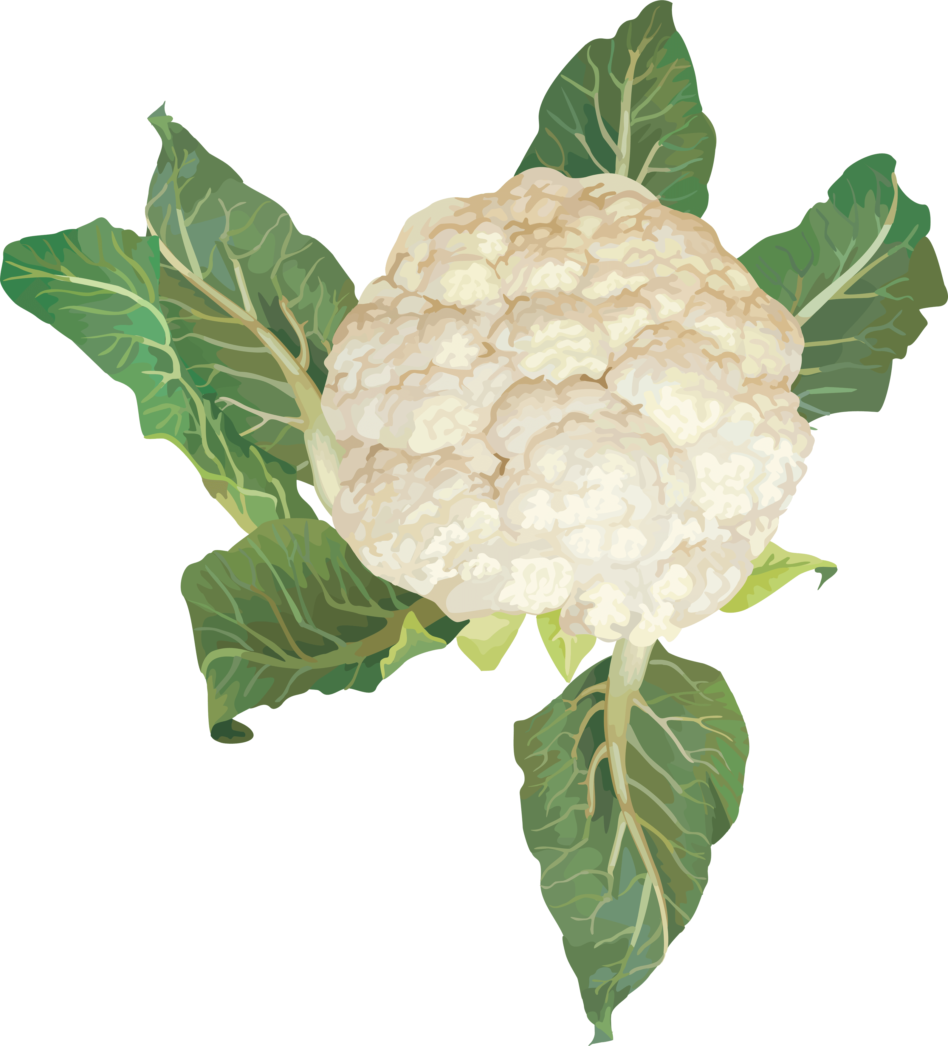 Cauliflower Png Image PNG Image