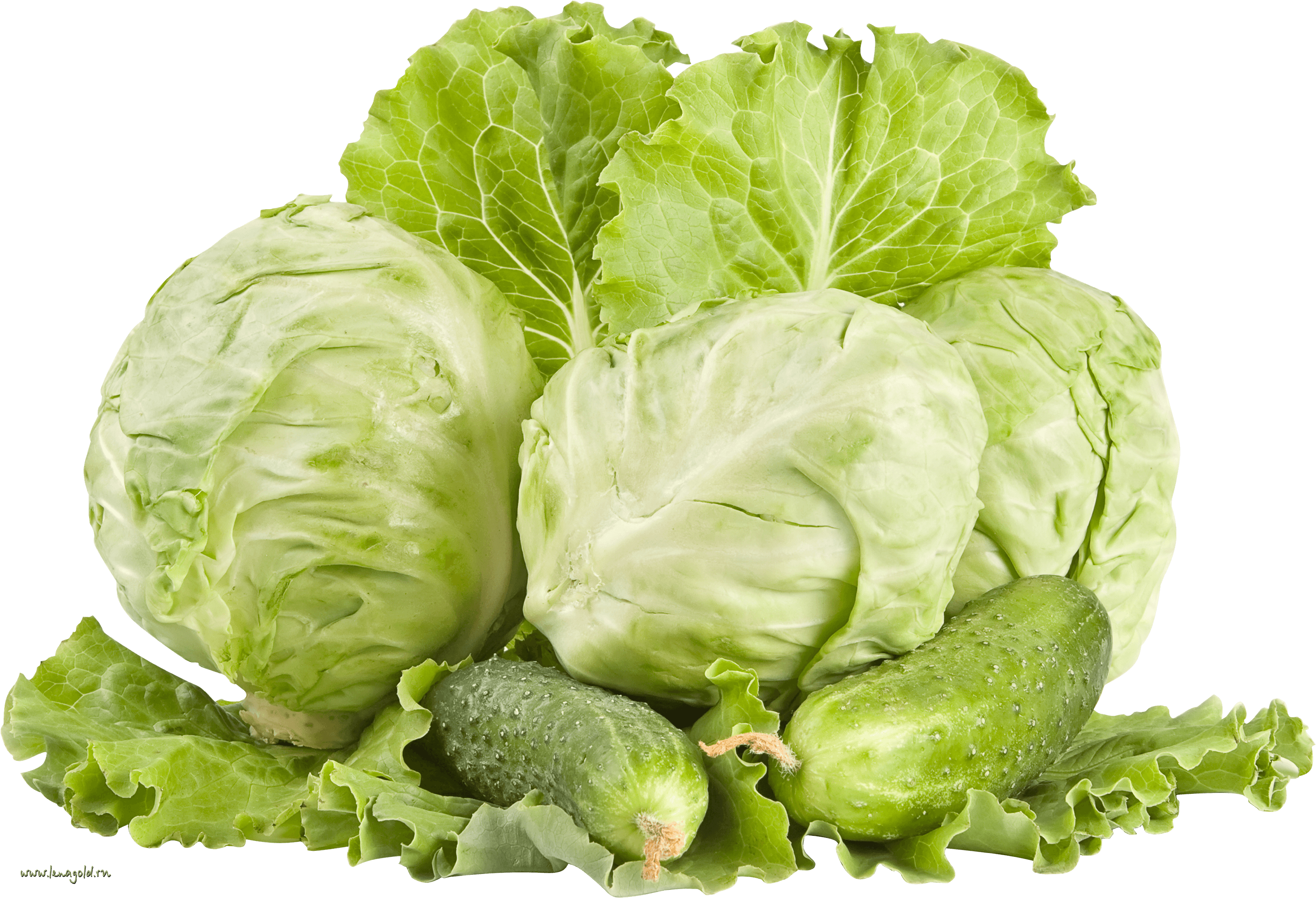 Cabbage Png Image PNG Image