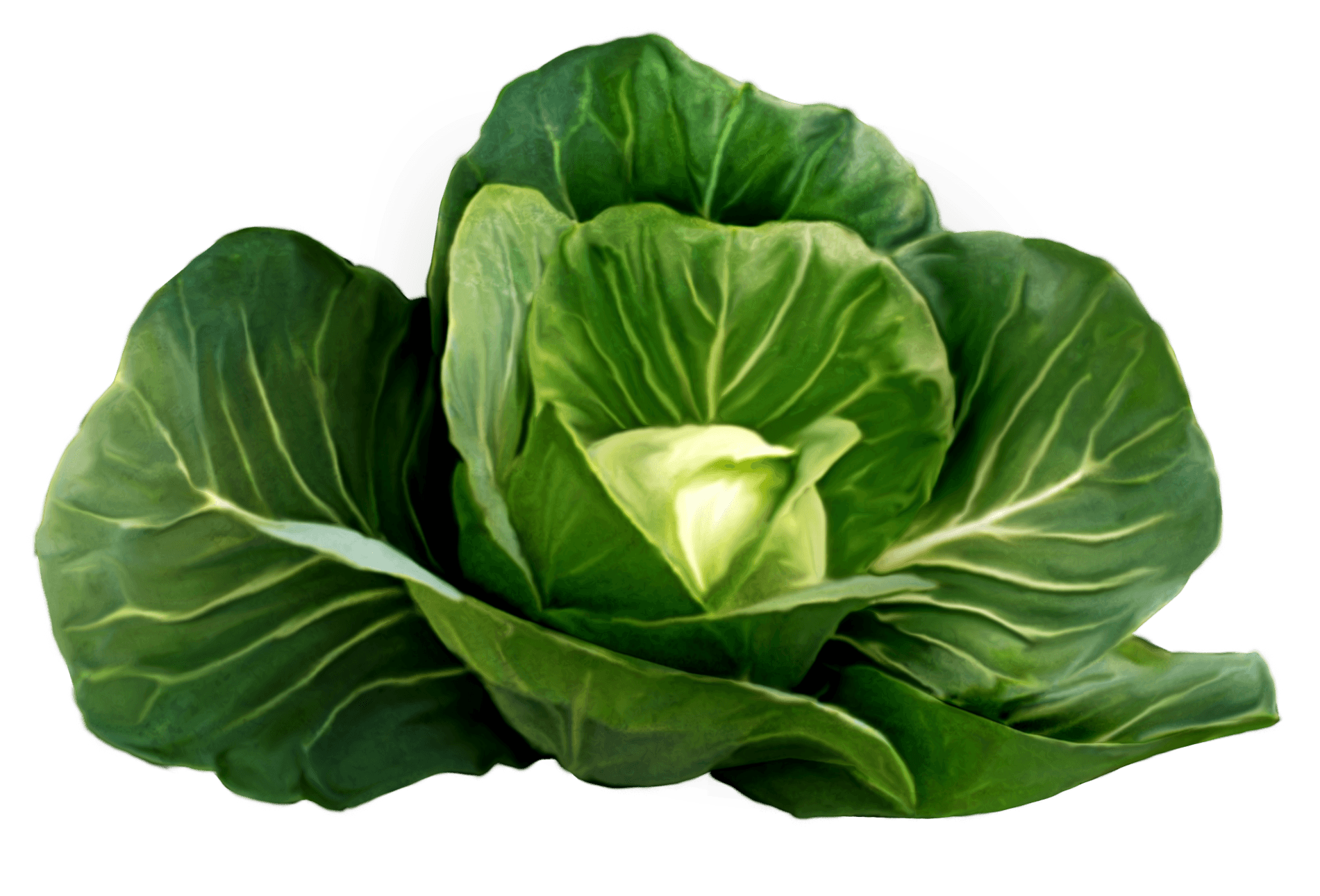 Cabbage Png Image PNG Image