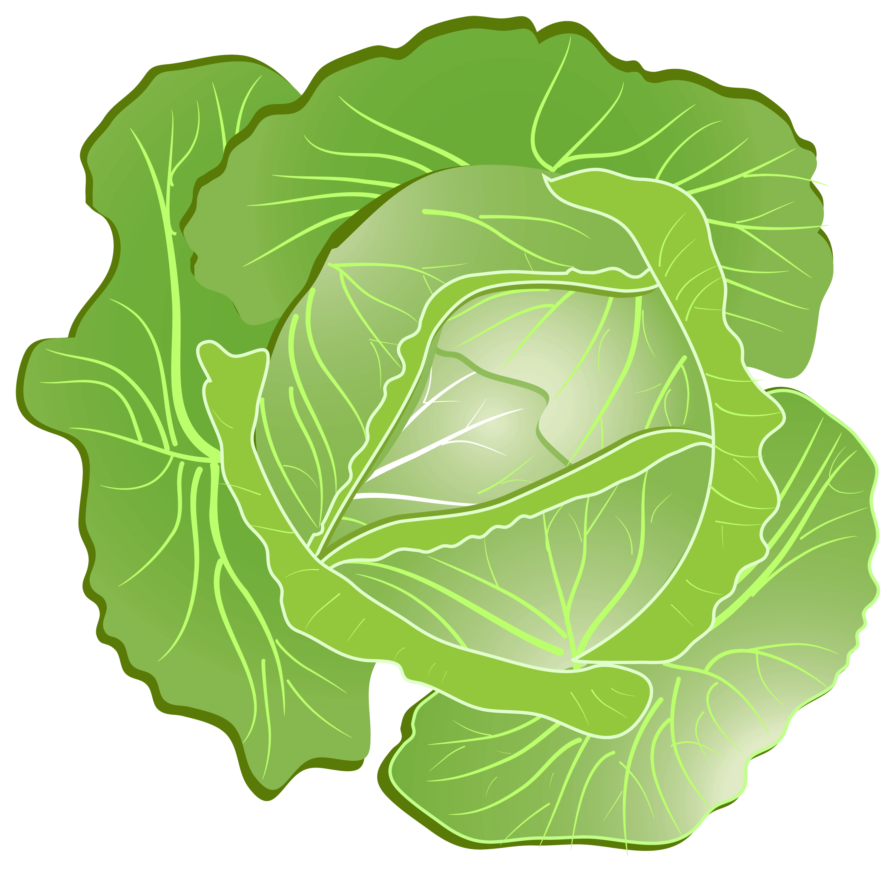 Cabbage Png Image PNG Image