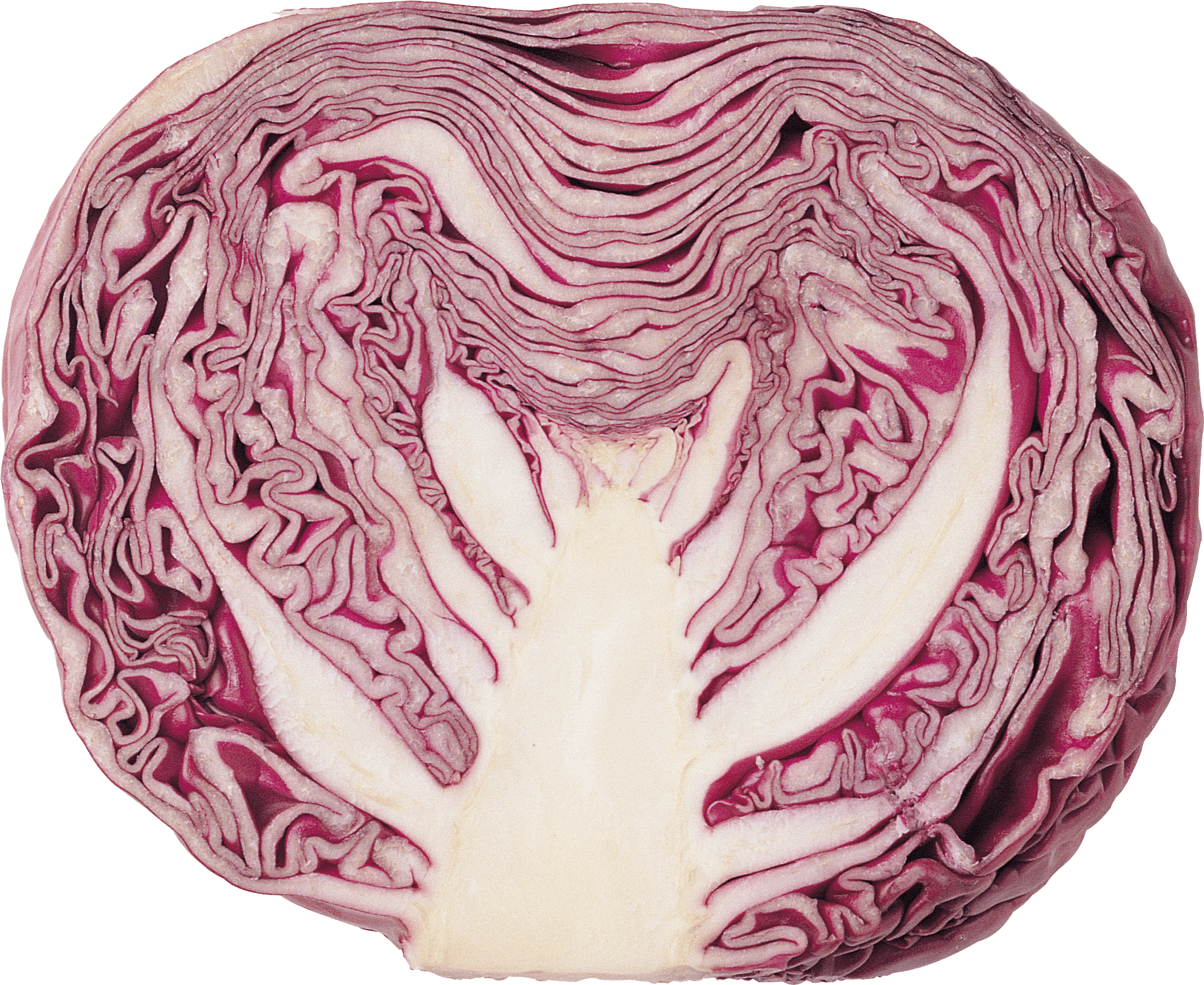 Cabbage Png Image PNG Image