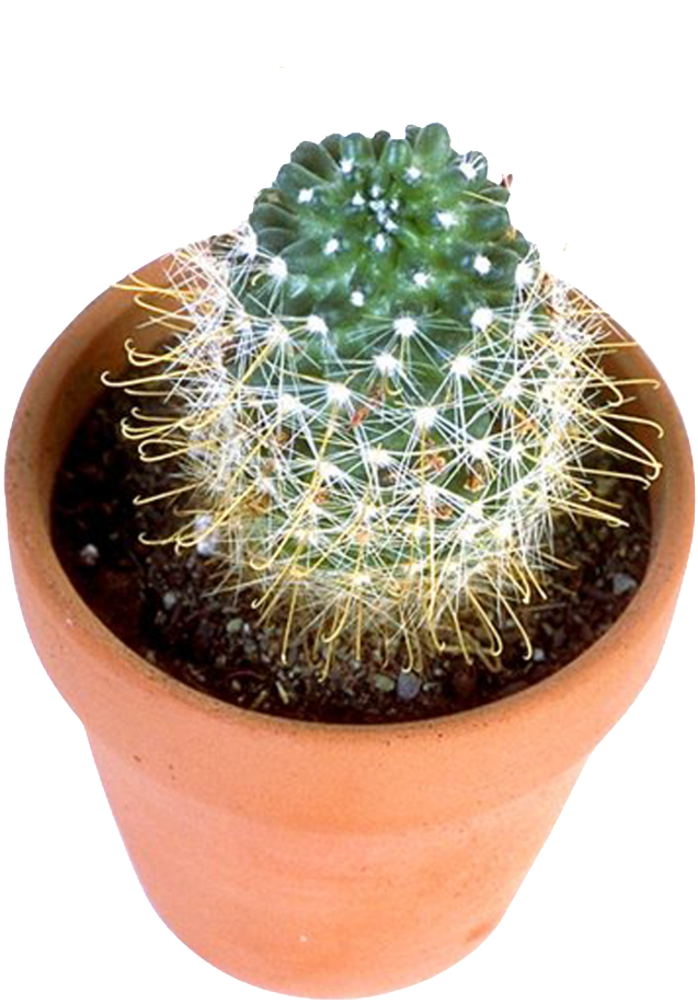 Cactus Prickle Download HD PNG Image