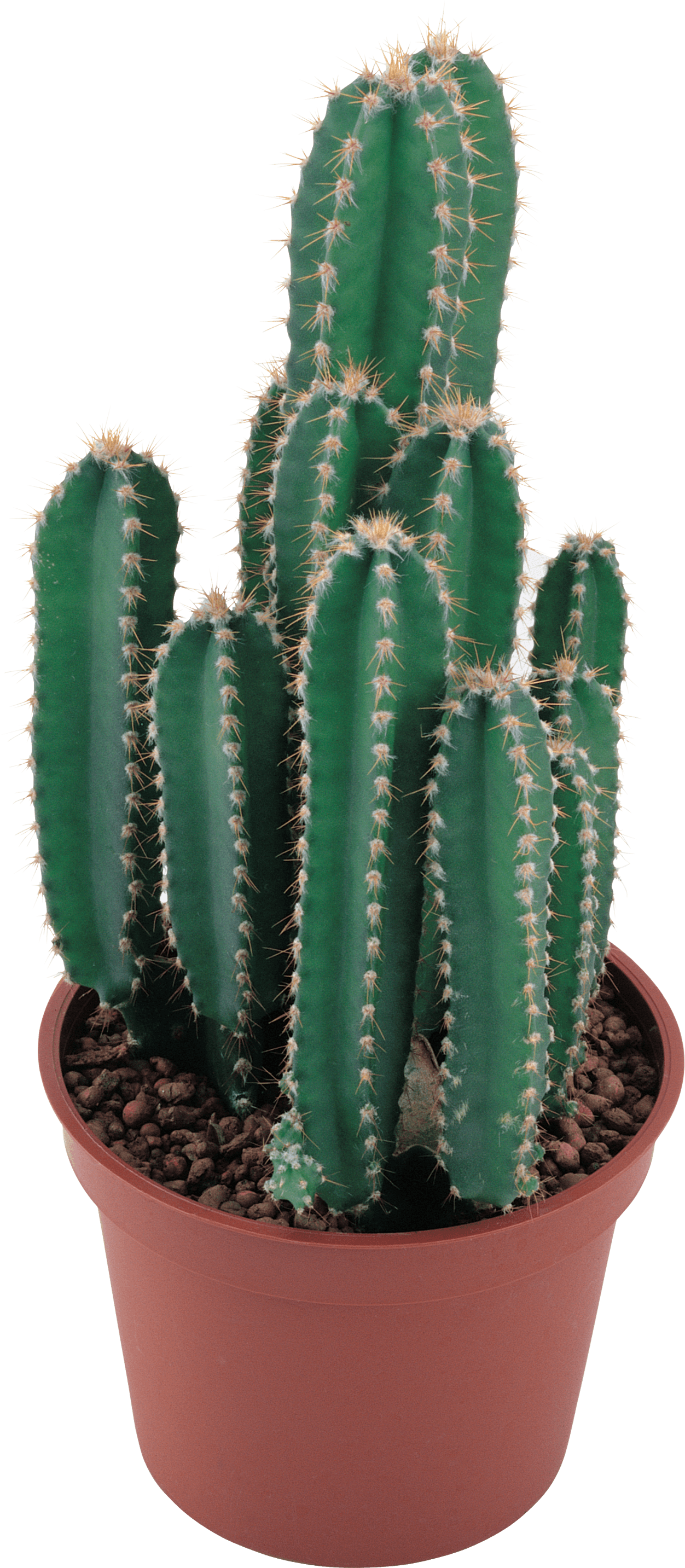 Cactus Png Image PNG Image