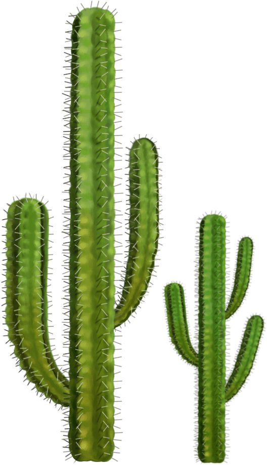 Cactus Png Image PNG Image