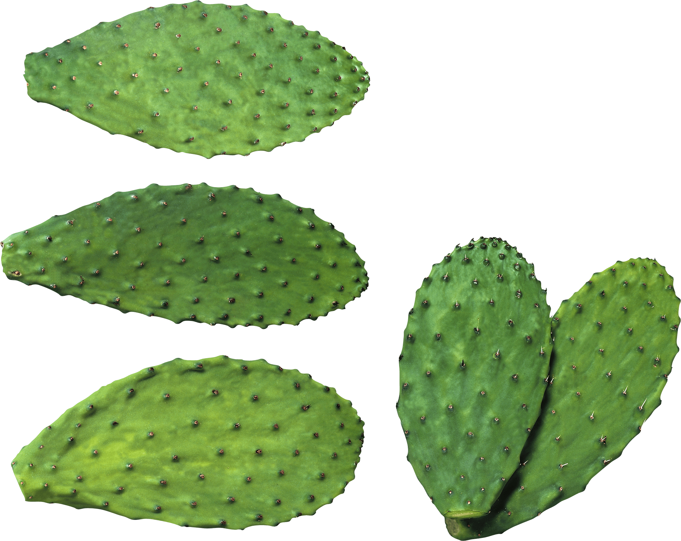 Cactus Png Image PNG Image