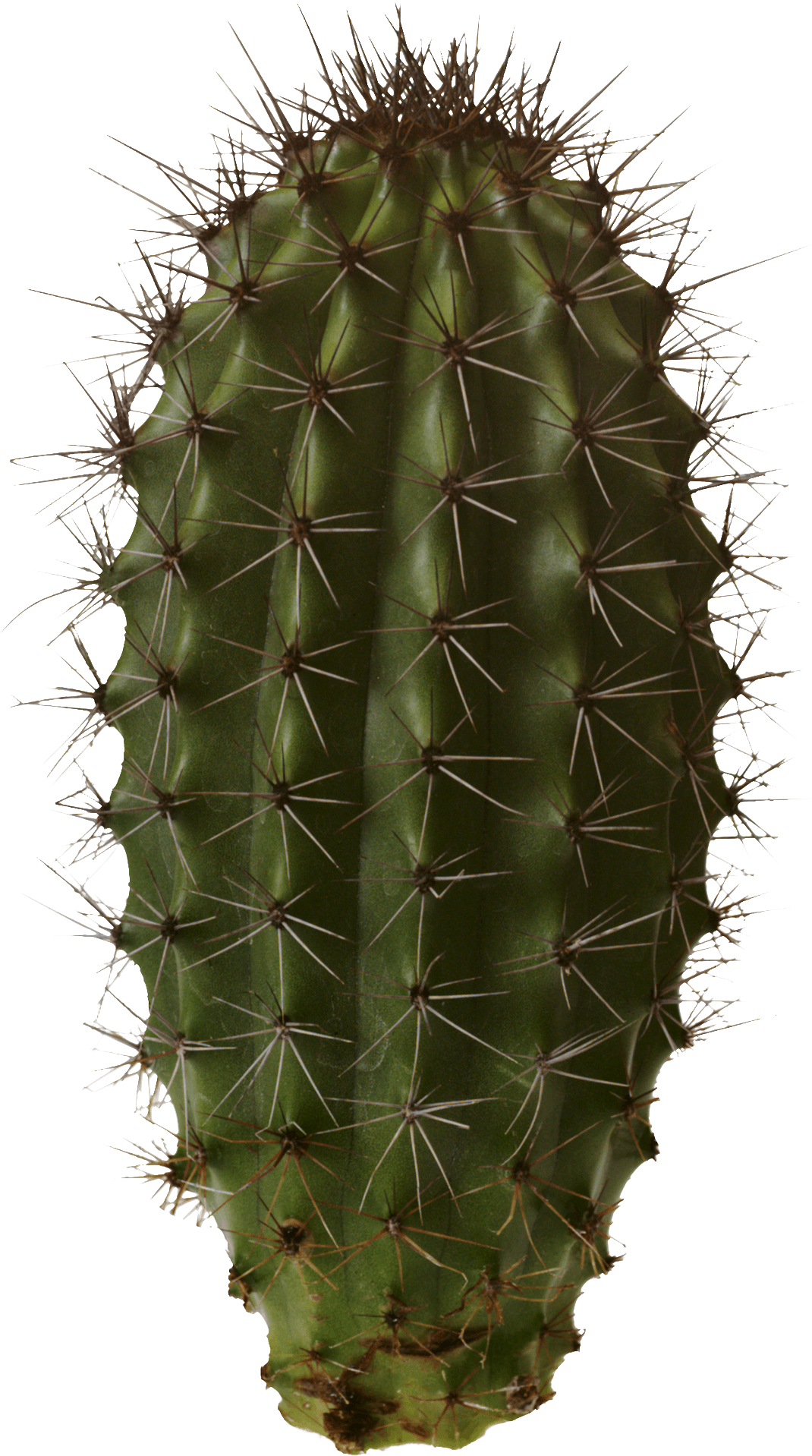 Cactus Png Image PNG Image