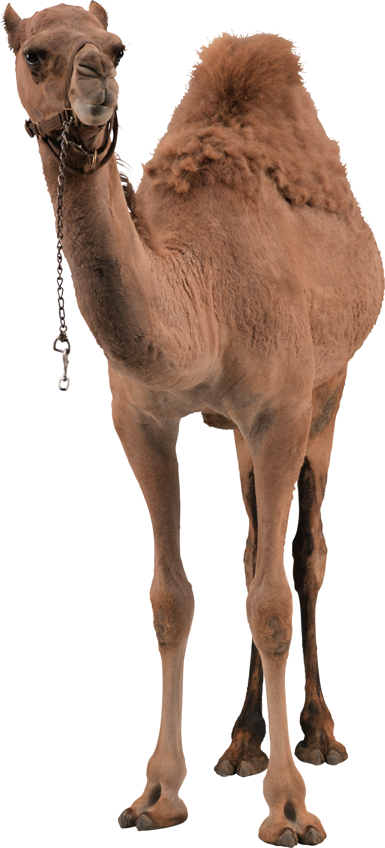 Camel PNG Image