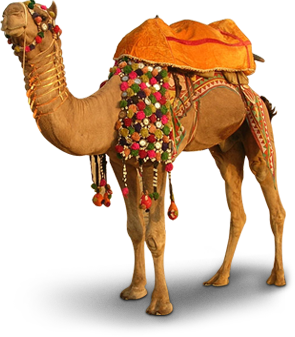 Camel Transparent PNG Image