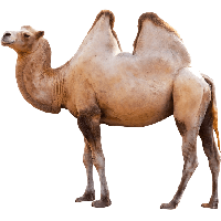 Camel PNG Image