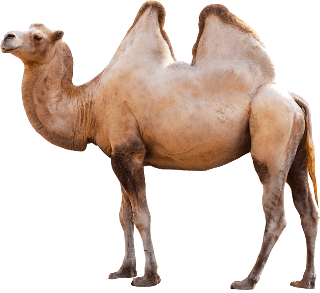 Camel Png Image PNG Image