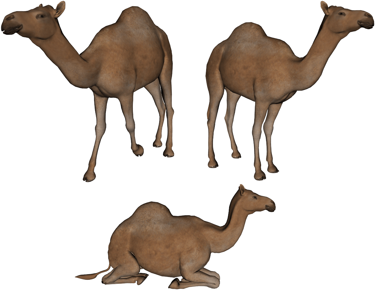 Camel Png Image PNG Image