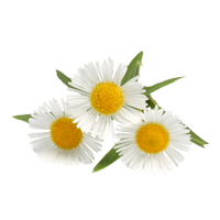 Camomile Png Image PNG Image