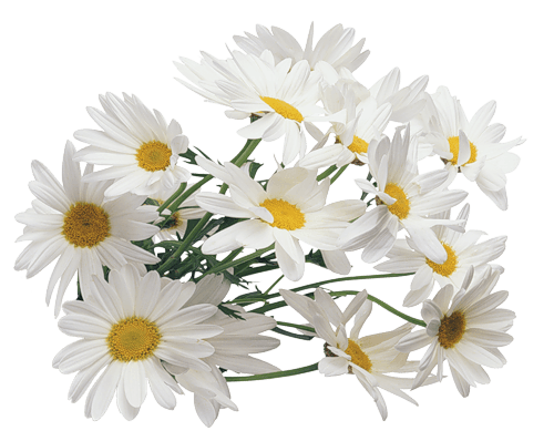 Camomile Png Image PNG Image