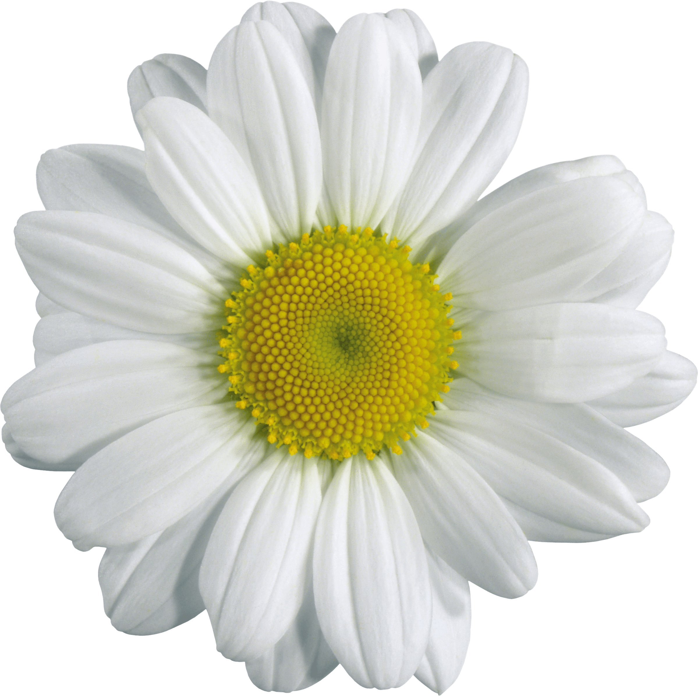 Camomile Png Image PNG Image