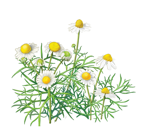 Camomile Png Image PNG Image