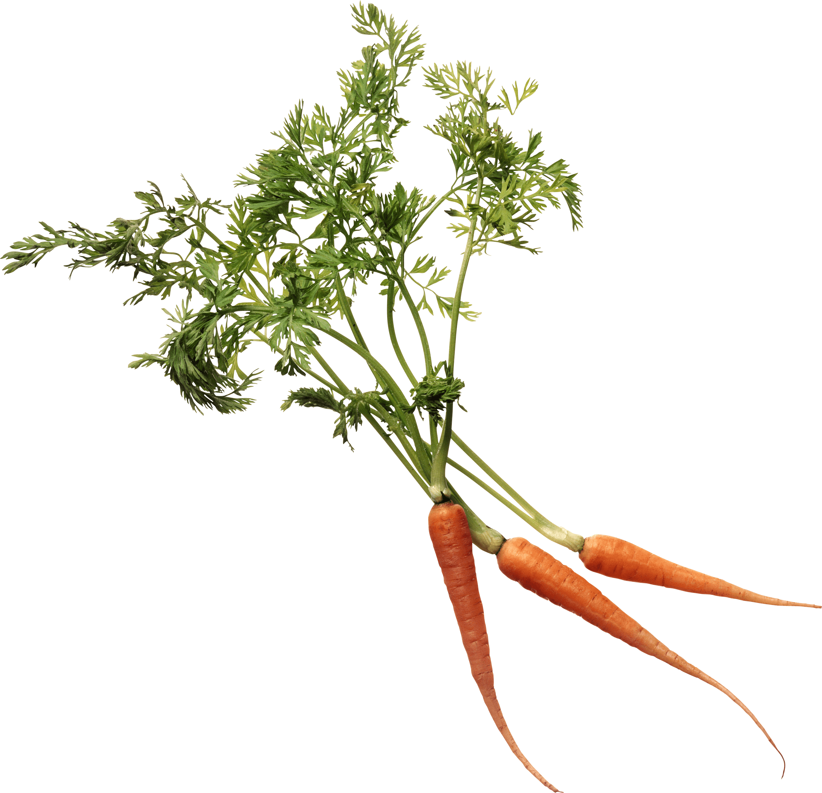 Carrot Png Image PNG Image