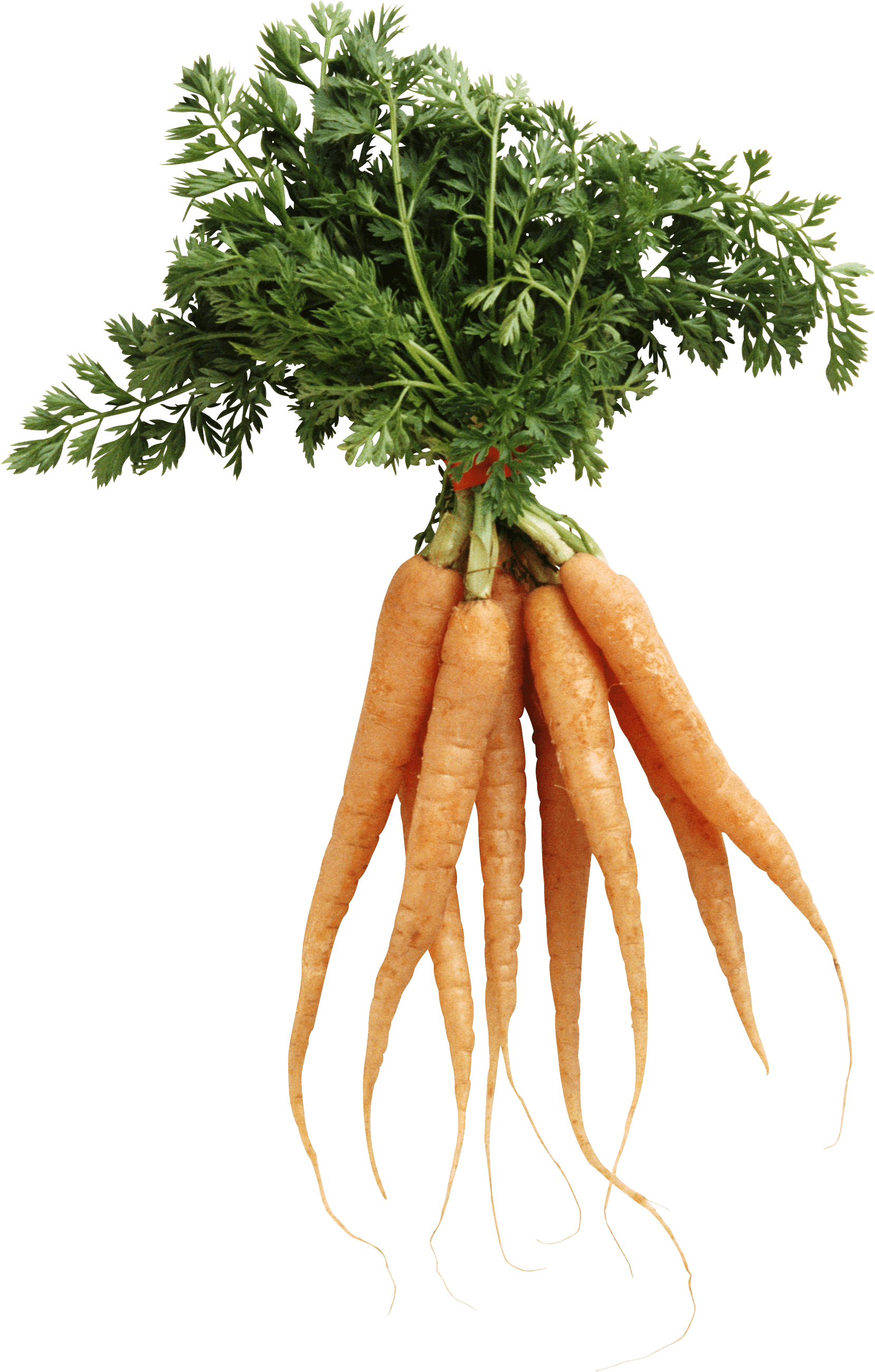 Carrot Png Image PNG Image