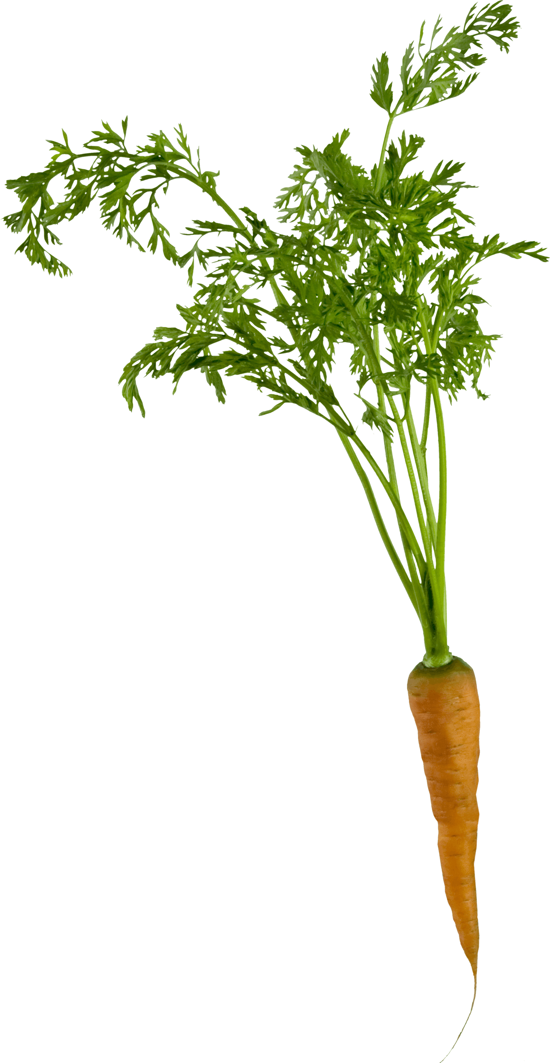 Carrot Png Image PNG Image