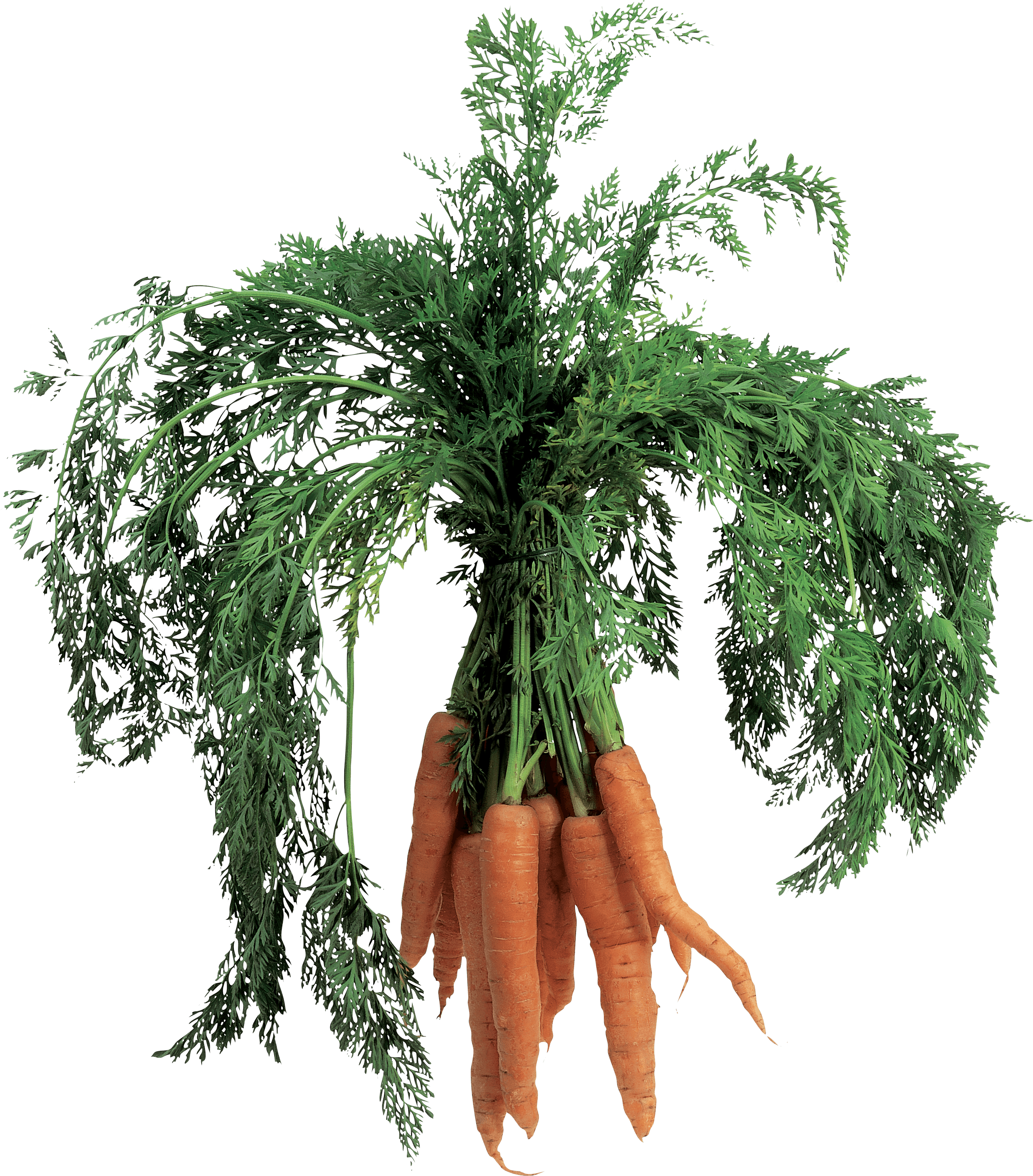 Carrot Png Image PNG Image