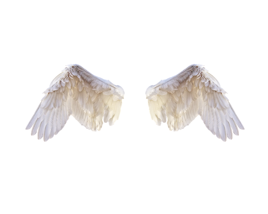 Half Wings Free Download PNG HD PNG Image