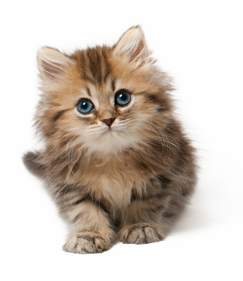 Cat Png 9 PNG Image