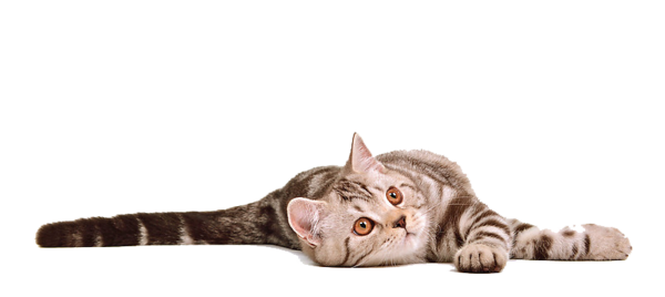 Cat Png 12 PNG Image