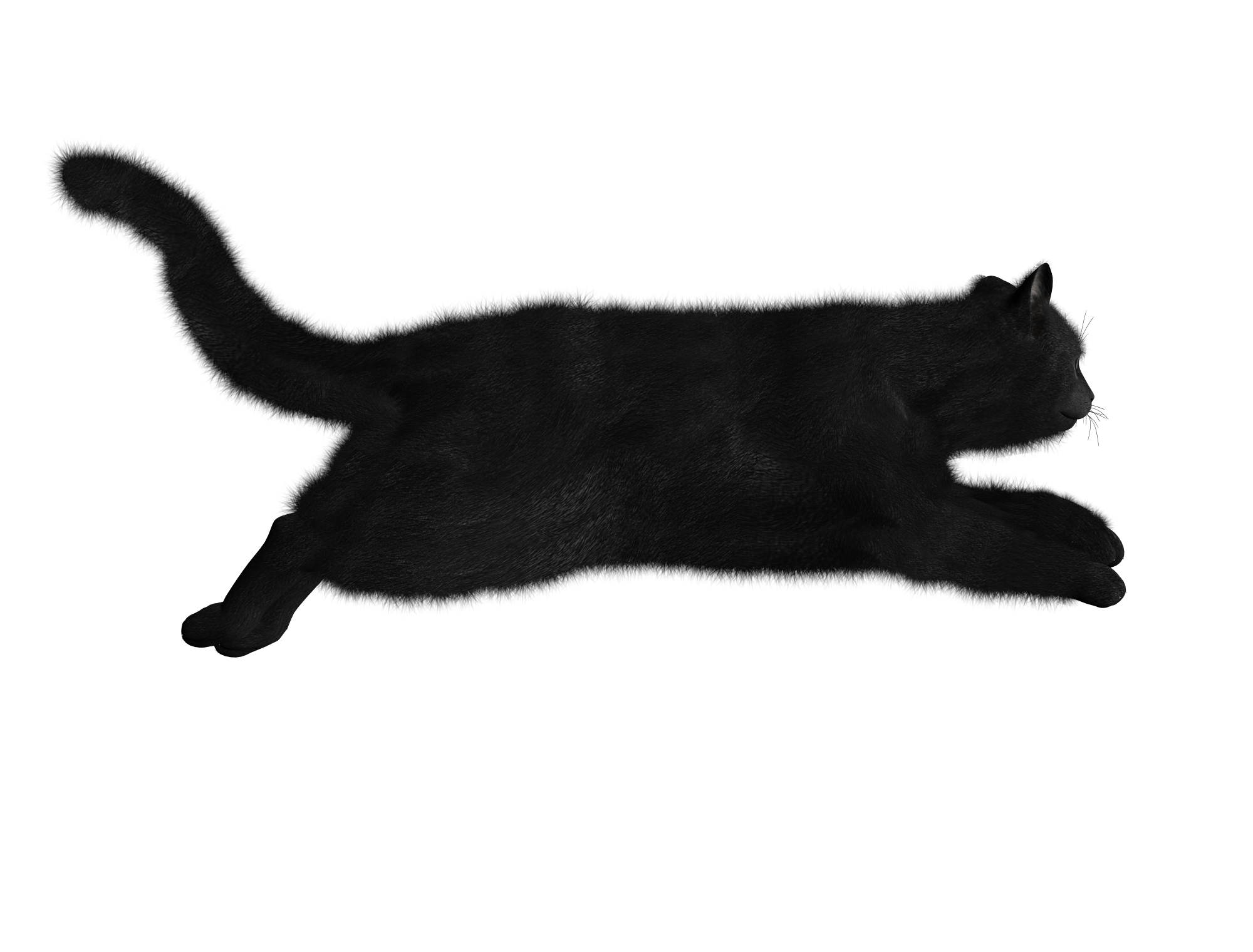 Cat Png Image PNG Image