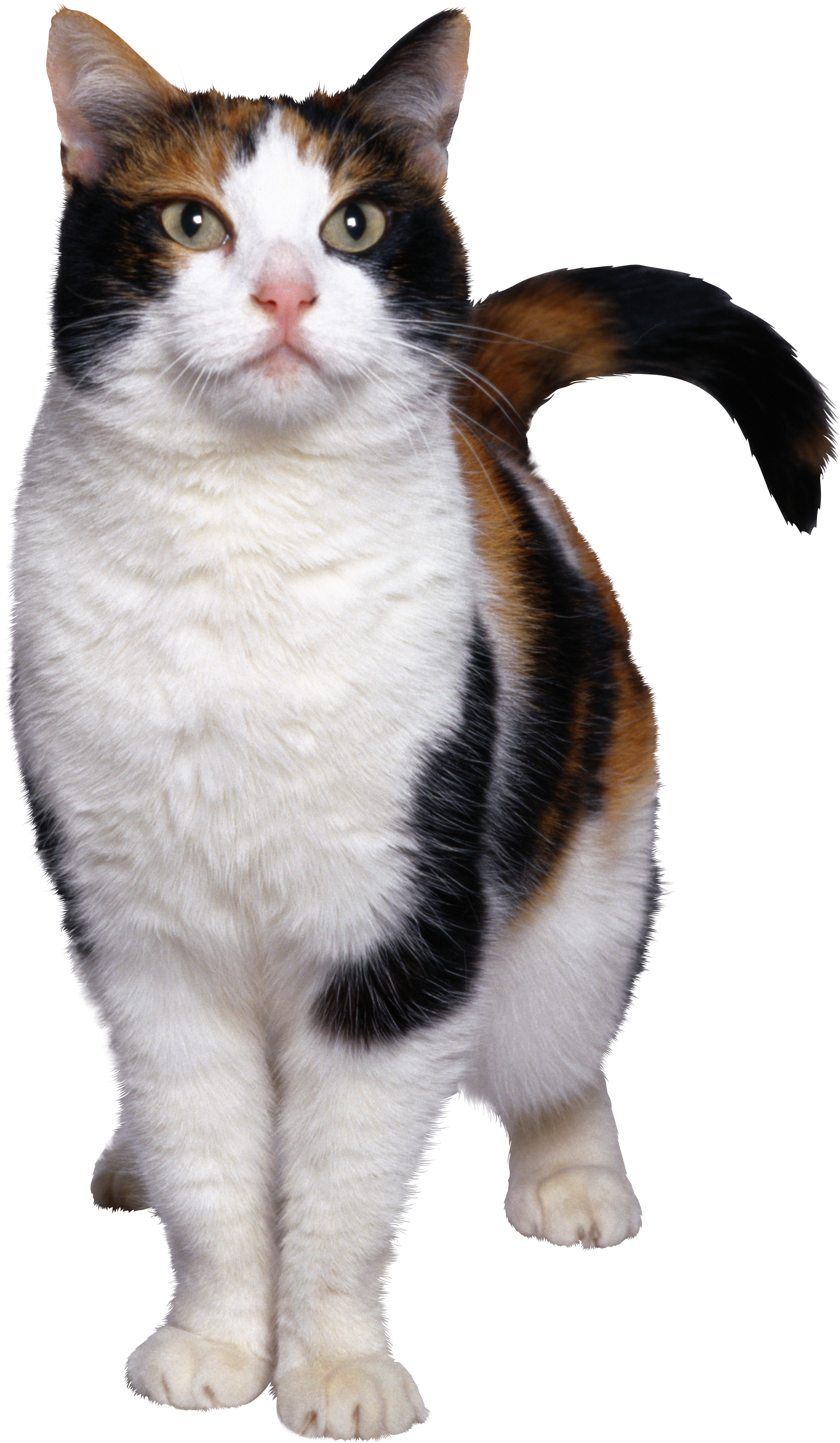 Cat Png 7 PNG Image