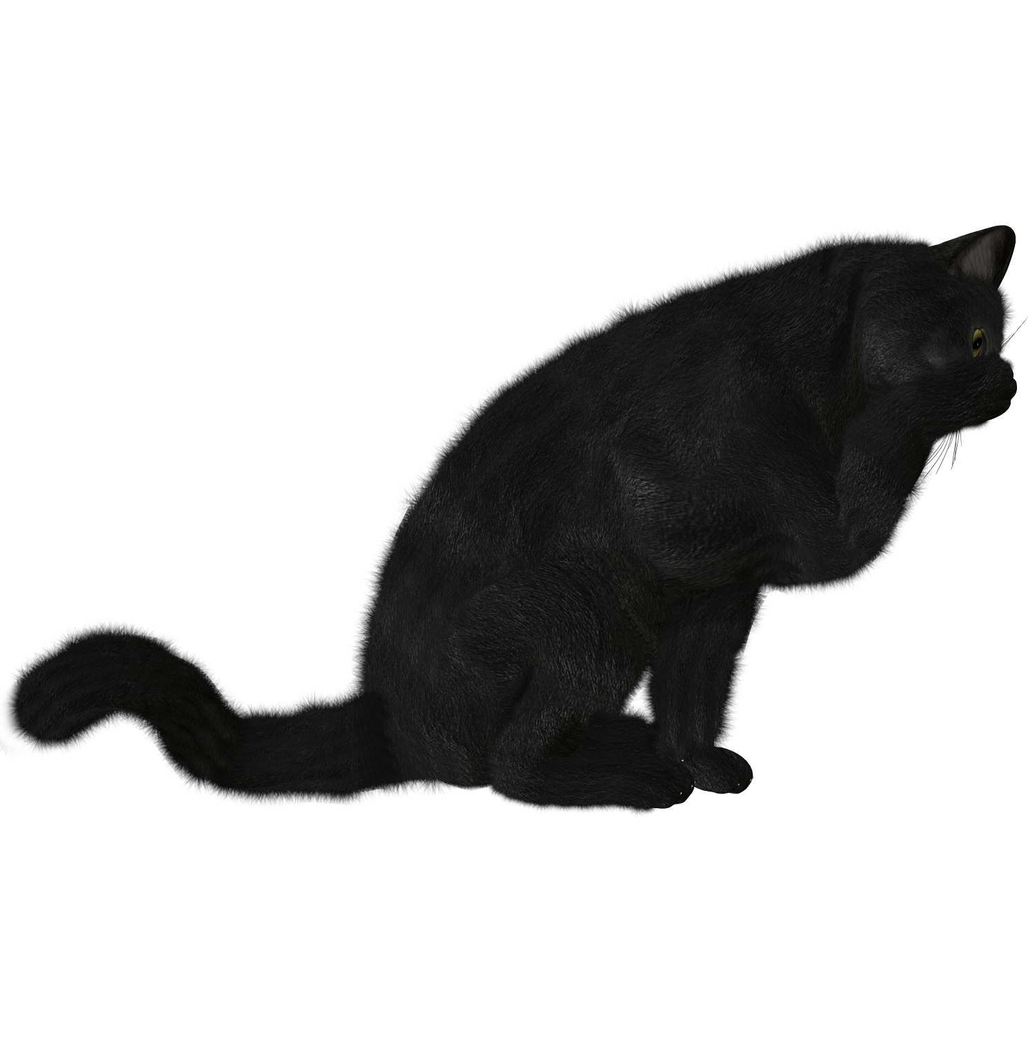 Cat Png Image PNG Image