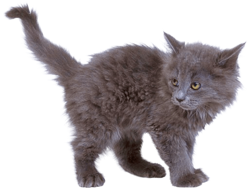 Kitten Png Image Download Picture  PNG Image