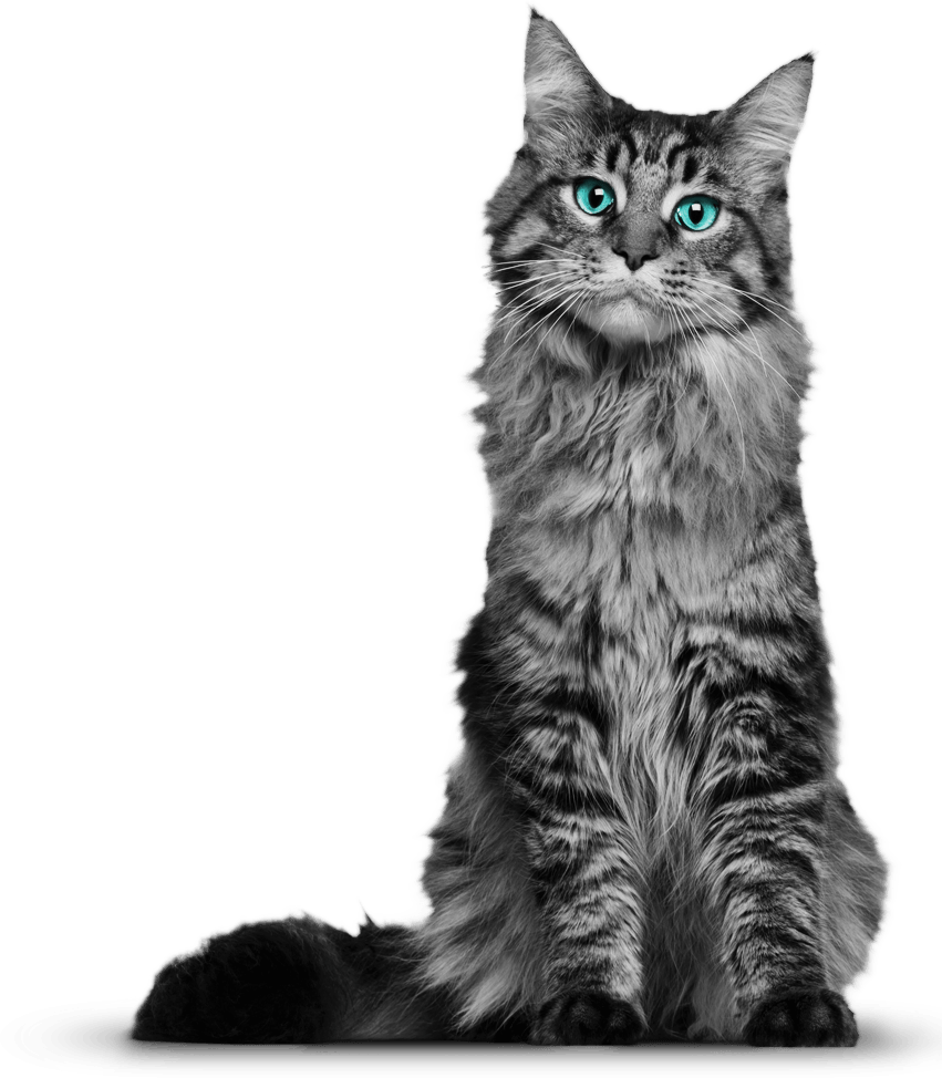 Cat Png 3 PNG Image