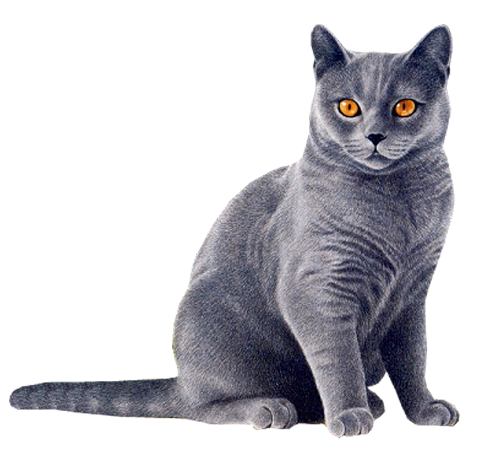 Black Cat Yellow Eyes PNG Image