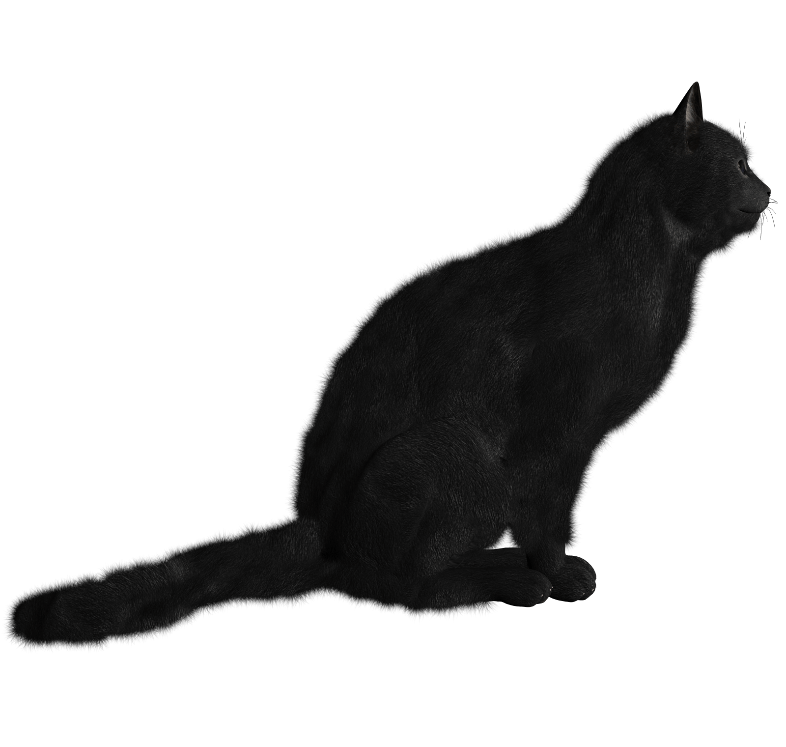 Cat Png Image PNG Image