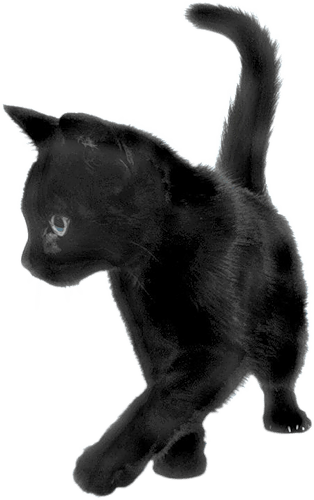 Cat Png Image Download Picture Kitten PNG Image