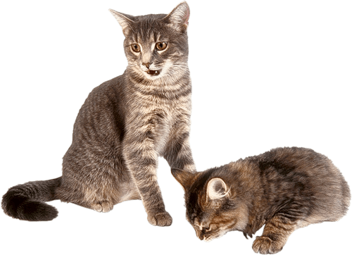 Kitten Png Image Download Picture  PNG Image