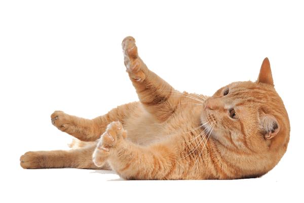 Cat Png Image Download Picture Kitten PNG Image