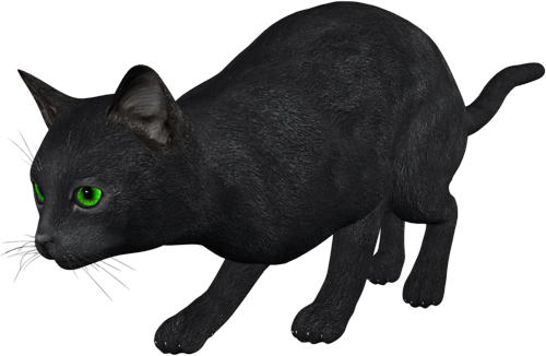 Cat Png Image Download Picture Kitten PNG Image